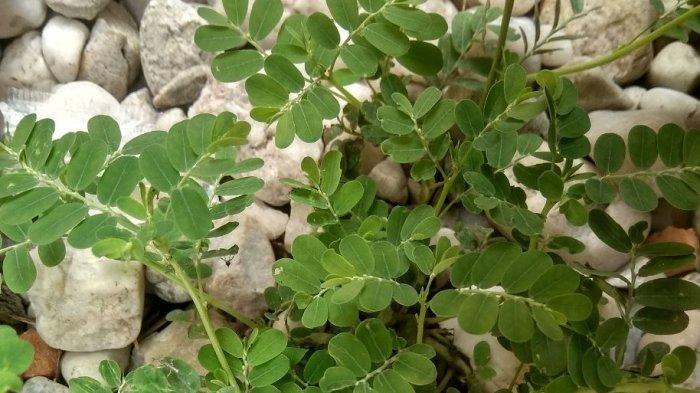 Daun meniran