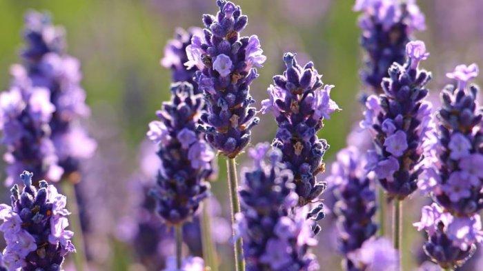 Ilustrasi bunga lavender tumbuh di gurun pasir di Arab Saudi.