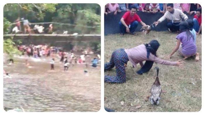 Jembatan Ambruk saat Perlombaan Tangkap Bebek di Sekadau, Kalbar dan ilustrasi lomba menangkap bebek. Kronologi jembatan gantung ambruk di Kecamatan Nanga Taman, Kabupaten Sekadau, Kalimantan Barat (Kalbar), Kamis (17/8/2023) saat lomba tangkap bebek.