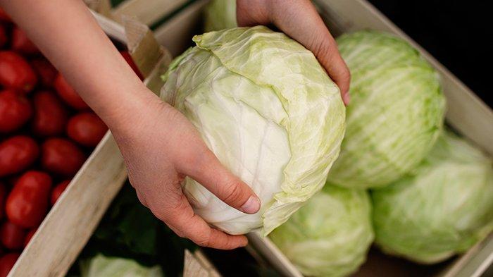 KUBIS - Manfaat sayur kubis. Sayur mengandung sederet mineral penting yang diperlukan tubuh.