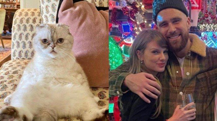 Kekayaan kucing bernama Olivia Benson dikabarkan melampaui Travis Kelce, kekasih Taylor Swift