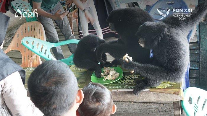 Pengunjung sedang bermain hingga memberikan makan Siamang, di objek wisata Puncak Geurutee.