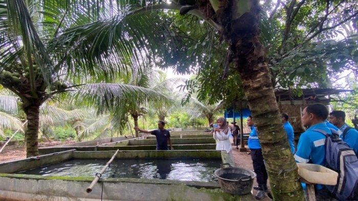 PT Mifa Terus Kawal Program OVOP Budidaya Ternak Lele Menuju Kemandirian