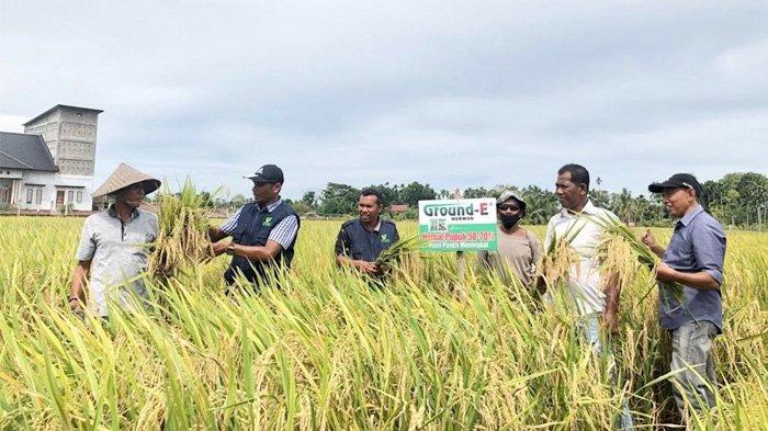 Koordinator BPP Samalanga Kabupaten Bireuen Rusli SP bersama Ketua LSM Flofa Aceh Darwis Kuta dan Menteri Tani Muhammad melihat bulir padi yang menggunakan nutrisi Ground E sebelum panen.