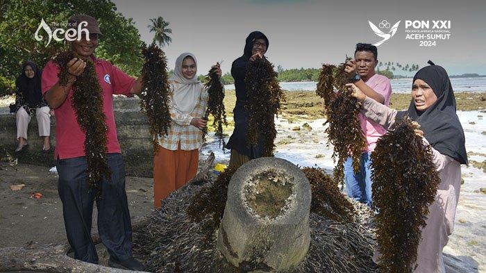Pengunjung melihat rumput laut yang baru diambil dari laut di Pantai Lhok Bubon, Kecamatan Samatiga, Kabupaten Aceh Barat, Minggu (23/9/2024).
