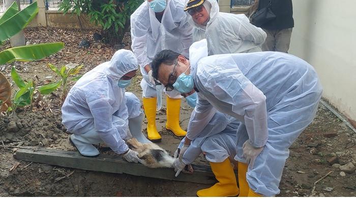 PEMUSNAHAN KAMBING PYGMY - Bea Cukai Langsa pemusnahan barang bukti penyidikan tindak pidana kepabeanan berupa delapan ekor kambing Pygmy dan Tempat Pembuangan Akhir (TPA) Kota Langsa, Kamis (17/7/2025).