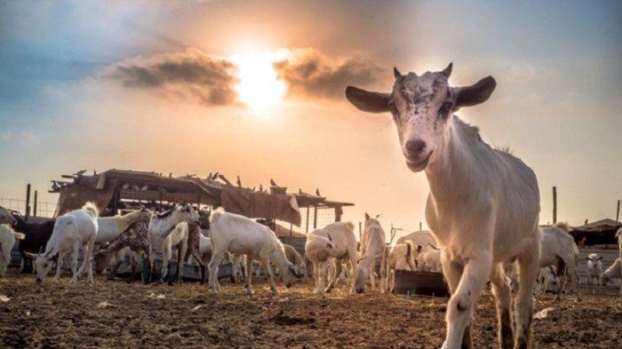 kambing