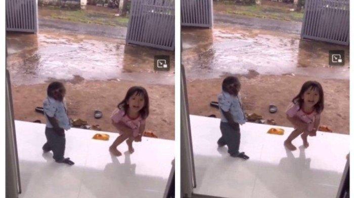 Seekor monyet di Bali berperan menjadi babysitter. (Instagram/@ceritaselamanya)