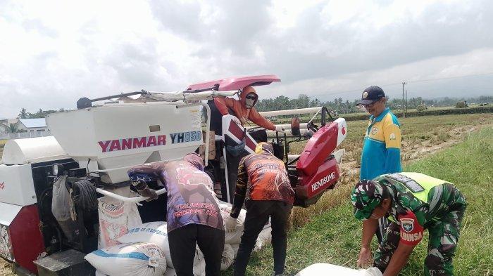 BANTU PETANI - TNI membantu petani mengangkut hasil panen padi di areal persawahan di Pidie, Kamis (20/2/2025).