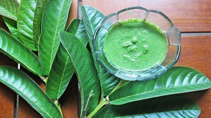 daun jambu biji