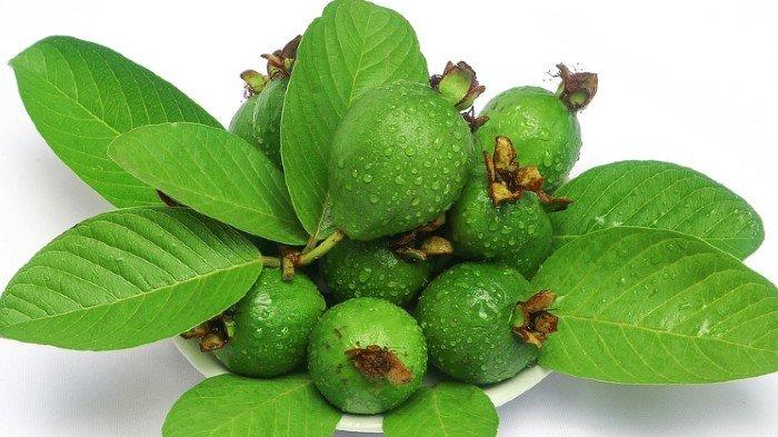 Tak hanya buah jambu biji, tetapi daun jambu biji juga ampuh untuk penderita diabetes.