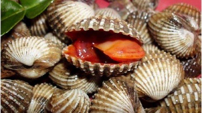 Kerang Darah