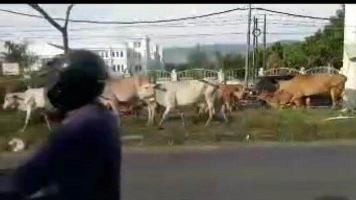 Puluhan konvoi hewan ternak sapi kembali mengisi jalanan di kawasan Jalan Soekarno Hatta tepatnya di depan Gedung Wali Nanggroe, Jumat (17/5/2024).