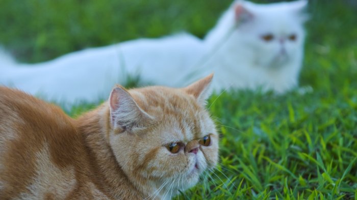 Dua kucing persia pesek sedang santai menikmati sore.