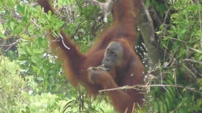 Orangutan atraksi wisata yang ditemui di Lae Treup Singkil