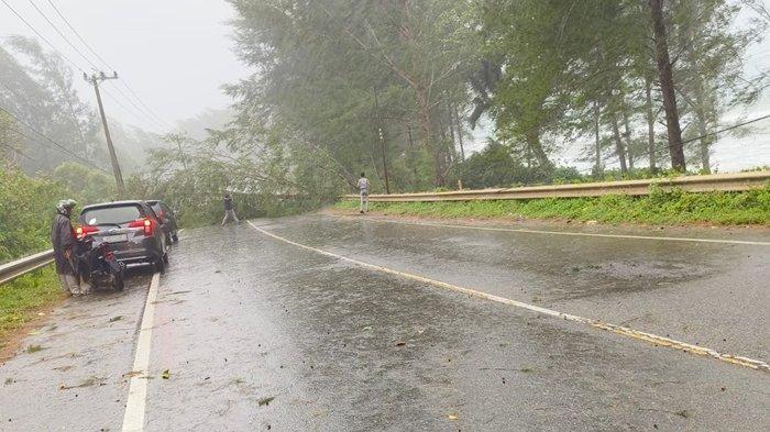 Salah satu pohon tumbang di Jalan Nasional Banda Aceh - Meulaboh kawasan Aceh Jaya, Sabtu (22/6/2024)