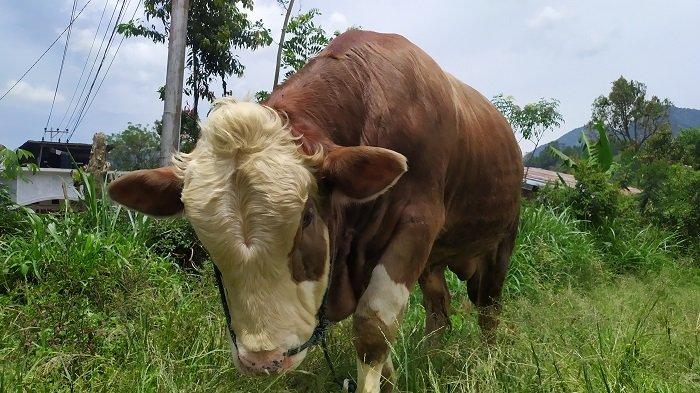 ilustrasi sapi