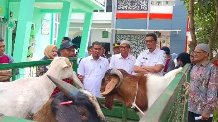 PRAKTEK SISWA - Kepala Dinas Pendidikan Aceh, Marthunis ST DEA, menyaksikan dari dekat kambing-kambing piaraan sekaligus untuk praktik siswa di SMK-PP Negeri Saree, Aceh Besar, Rabu (5/2/2025).