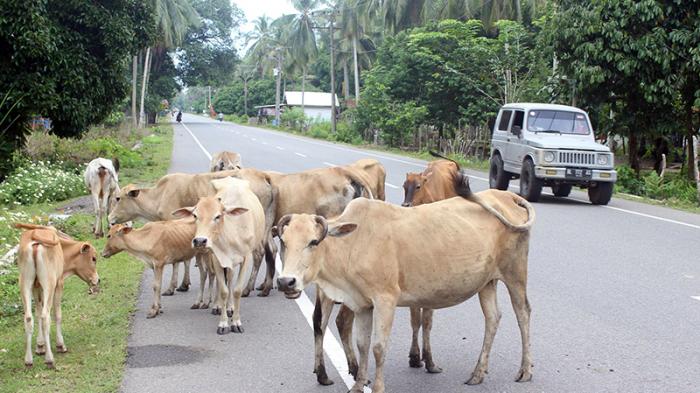 Sapi