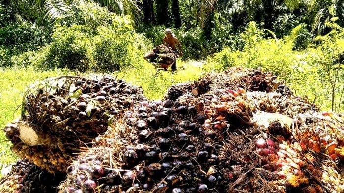 ANGKUT TBS – Pekerja sedang mengangkut TBS kelapa sawit hasil panen kebun petani. foto diambil beberapa waktu lalu.