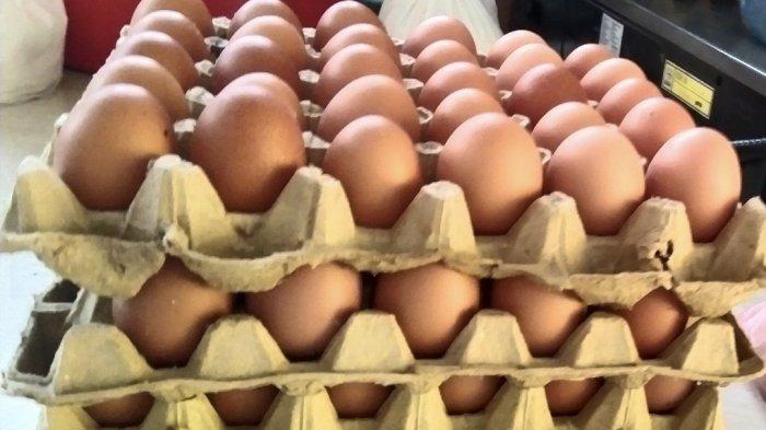 karton telur