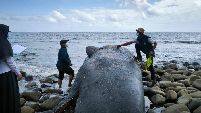 AMBON: Seekor Ikan Paus terdampar di Pesisir Pantai Dusun Tasena, Desa Hatu, Kecamatan Leihitu Barat, Kabupaten Maluku Tengah, Provinsi Maluku.
