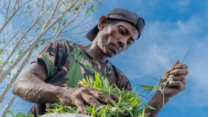 Ketua UKM Ketel Parigi, Abdula Malaka saat menanen daun Minyak Kayu Putih.