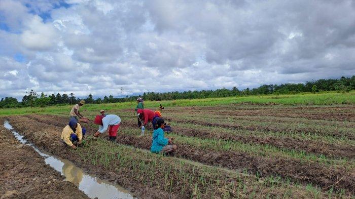 Pemkab Maluku Tengah bekali petani lokal tuk budidaya tanaman bawang merah. Lokasi Desa Siatele, Kecamatan Seram Utara, Jumat (8/11/2024).