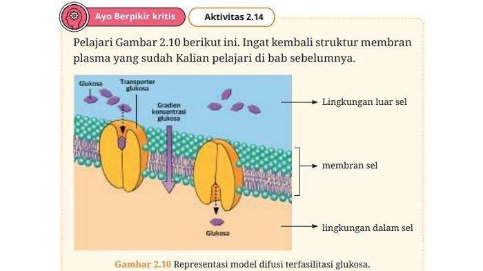 Kunci Jawaban Biologi Kelas 11 Halaman 48 dan 49 Kurikulum Merdeka: Bagaimana perbandingan konsentrasi glukosa di luar dan di dalam sel?