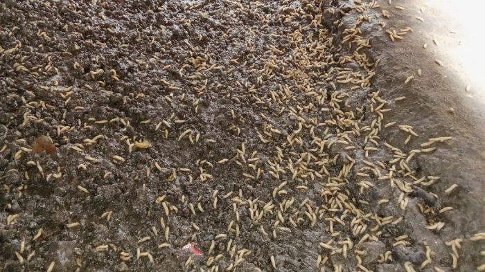PASAR MARDIKA - Tampak ratusan ulat di bawah lapak milik Riki (23) penjual aksesoris ponsel di pasar Mardika, Desa Batu Merah, Kecamatan Sirimau, Kota Ambon, Kamis (6/2/2025). Belatung tersebut muncul ke permukaan akibat tumpukan sampah di belakang gedung pasar Mardika.