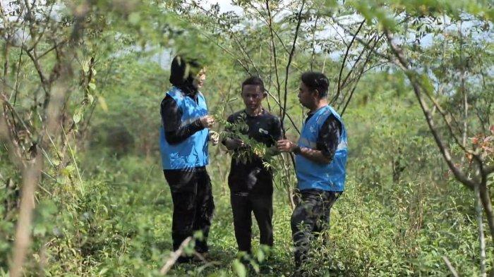 PT PLN (Persero) melalui subholding PLN Energi Primer Indonesia dalam mengembangkan ekosistem biomassa yang berbasis ekonomi kerakyatan di Tasikmalaya, Jawa Barat.