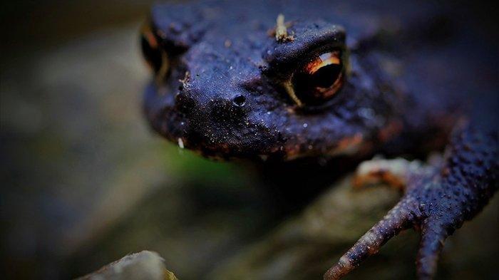 Ilustrasi - Arti Mimpi Katak, Keberuntungan Hingga Kemakmuran Baru