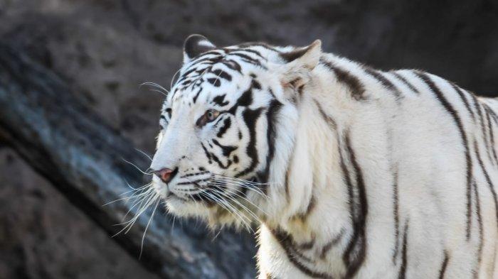 Ilustrasi harimau - Arti Mimpi Harimau, Pertanda Pertumbuhan Hingga Kecemasan