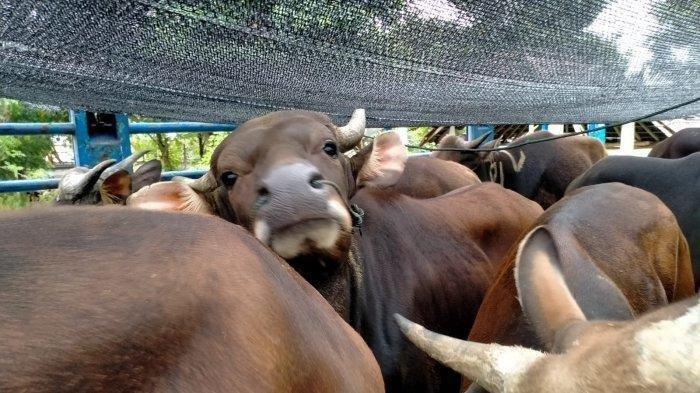 Ilustrasi sapi - Duwe wadak ini jumlahnya tidak hanya satu satu ekor saja, melainkan hingga puluhan ekor.
Meski diliarkan, wadak memiliki perbedaan dengan sapi peliharaan masyarakat.