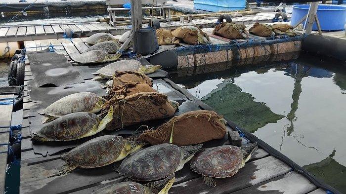 Dititip - 22 Penyu yang temukan di Bajar Dinas Kembang Sari, Desa Pemuteran, Kecamatan Gerokgak saat diamankan di Yayasan JSI