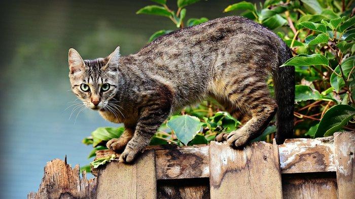 Ilustrasi kucing - 6 Arti Mimpi Memandikan KUCING, Menggambarkan Keintiman Hingga Perhatian