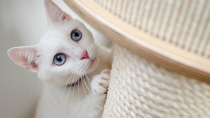Ilustrasi Kucing Putih - 14 Arti Mimpi Kucing Mati, Pertanda Ada Masalah Datang