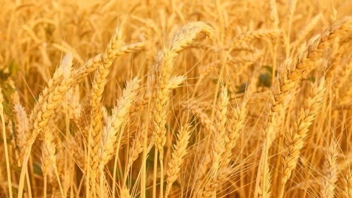 8 Manfaat Gandum untuk Tubuh: Sumber Serat Alami yang Baik hingga Menjaga Kesehatan Kulit