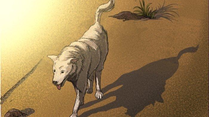 Ilustrasi rabies - Ketua Komisi II DPRD Provinsi Bali, IGK Kresna Budi, tanggapi bagaimana penanganan rabies di Bali saat ini.
Dikatakannya, penanganan kasus rabies di Bali gencar dilakukan, salah satunya dengan cara vaksinasi rabies untuk anjing peliharaan.
Selain vaksinasi, guna memutus penyakit tersebut dengan eliminasi anjing liar. Termasuk menggandeng pencinta anjing agar dilibatkan di dalamnya.