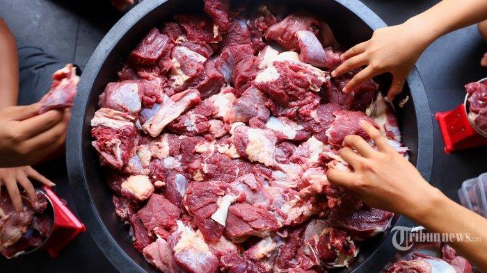 Ilustrasi Daging Qurban - Ratusan Tim Kesehatan Hewan Dinas Pertanian dan Pangan Kabupaten Badung (Disperpa) Badung, diturunkan untuk melakukan pemeriksaan hewan qurban pada Rabu 28 Juni 2023.
Pemeriksaan sendiri dilakukan untuk memastikan hewan qurban, yang akan dipotong terhindar dari penyakit.
Terlebih sebelumnya kasus Penyakit Mulut dan Kuku merembak di Badung, sehingga dipandang penting melakukan pemeriksaan sebelum hewan di potong. Ratusan petugas kesehatan itu pun disebar di semua kecamatan yang ada di Badung.
Untuk pemeriksaan hewan sebelum hewan qurban dipotong (pemeriksaan antemortem), pemeriksaan dilakukan sesuai standar melihat ciri-ciri fisik, termasuk sehat tidaknya hewan yang bakal dipotong.