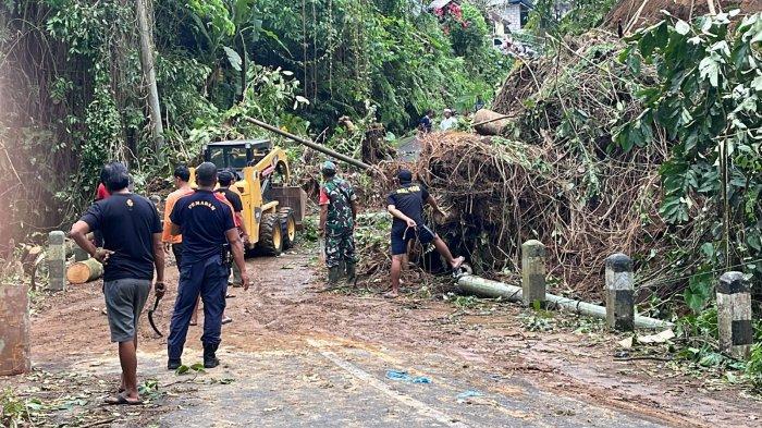 Pohon tumbang di Gianyar - Dampak Hujan Selama 2 Hari, Gianyar Alami 46 Bencana Alam, Berikut Rinciannya