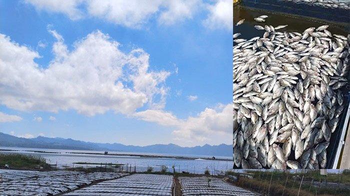 IKAN MATI - Fenomena ribuan ikan di Danau Batur mati akibat semburan belerang, Senin 14 Juli 2025.
