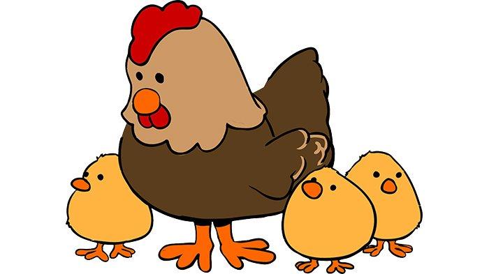 Gambar ilustrasi ayam Tema 1 kelas 5 halaman 11