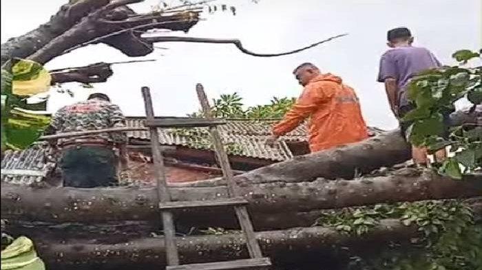 EVAKUASI – Proses penanganan pohon tumbang di Jalan Bukit Tunggal Gang Wilis Denpasar Bali oleh gabungan Tim Reaksi Cepat Jatayu bersama Damkar Kota Denpasar pada Rabu, 12 Februari 2025. (Istimewa/Pusdalops BPD Kota Denpasar