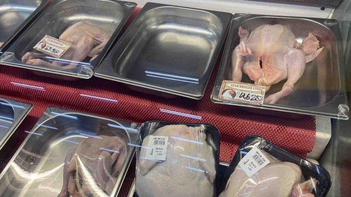 ilustrasi daging ayam