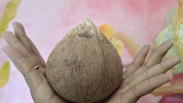 Mahal - Harga kelapa daksina meroket jelang Purnama Kedasa. Jelang Purnama Kedasa, Harga Kelapa Daksina Hingga Janur Meroket Di Gianyar Bali