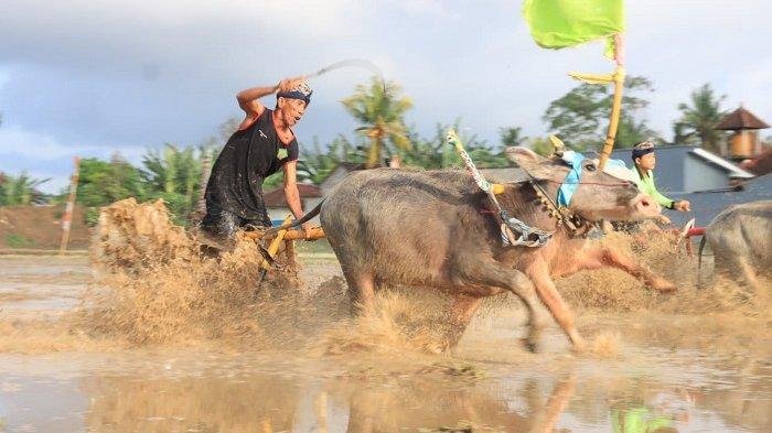 Atraksi Makepung Lampit di sirkuit berjarak 50 meter di areal sawah Subak Tegalwani, Pangkung Jajung Cibunguran, Desa Kaliakah, Kecamatan Negara, Jembrana, Minggu 26 November 2023.