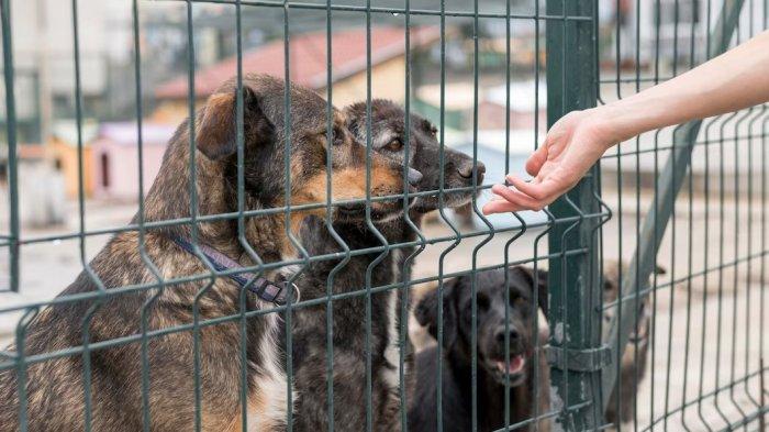 Ilustrasi anjing - 9 Arti Mimpi Anjing Hitam, Peranda Tentang Kesehatan Hingga Peringatan