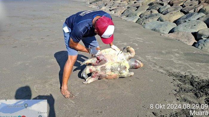Kondisi penyu lekang yang ditemukan KPP Kurma Asih Perancak di pesisir Pantai Perancak, Kecamatan Jembrana, Selasa 8 Oktober 2024.