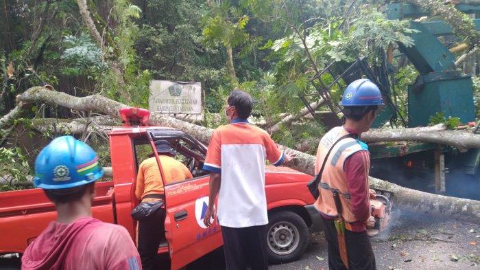 Pembersihan pohon tumbang oleh tim trc BPBD Tabanan.